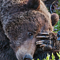 Lazy Bear Photograph by Wesley Aston Lazy Bear Photograph by Wesley Aston