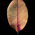 Leaf 26 by David J Bookbinder