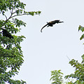 Leaping Monkey Photograph by Ted Keller Leaping Monkey Photograph by Ted Keller