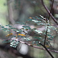 Leaves of the Forest by Colleen Cornelius Leaves of the Forest by Colleen Cornelius