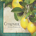 Lemon Tree - Citronier Citrus Limonum Painting by Audrey Jeanne Roberts Lemon Tree - Citronier Citrus Limonum Painting by Audrey Jeanne Roberts