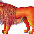 Leo The Lion by Jane Tattersfield Leo The Lion by Jane Tattersfield