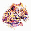 Leopard Head by Marian Voicu Leopard Head by Marian Voicu