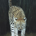Leopard Painting by Karen Zuk Rosenblatt Leopard Painting by Karen Zuk Rosenblatt