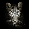 Leopard portrait in the dark Photograph by Johan Swanepoel Leopard portrait in the dark Photograph by Johan Swanepoel