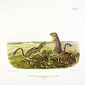 Leopard-spermophile by John James Audubon Leopard-spermophile by John James Audubon