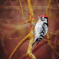 Lesser Spotted Woodpecker - Dryobates minor Photograph by Marc Braner Lesser Spotted Woodpecker - Dryobates minor Photograph by Marc Braner