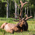 Let Sleeping Elk Lie Photograph by Mindy Musick King Let Sleeping Elk Lie Photograph by Mindy Musick King