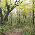 Light on Path Photograph by Allen Nice-Webb Light on Path Photograph by Allen Nice-Webb