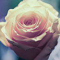 Light Pink Head Of A Rose On Blue Background Photograph by Amanda Mohler Light Pink Head Of A Rose On Blue Background Photograph by Amanda Mohler
