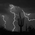 Lightning Storm Saguaro Fine Art BW Photography by James BO Insogna Lightning Storm Saguaro Fine Art BW Photography by James BO Insogna