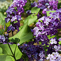 Lilac Photograph by Agnes Caruso Lilac Photograph by Agnes Caruso