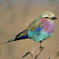 Lilac-breasted Roller Coracias Caudata Photograph by Gerry Ellis Lilac-breasted Roller Coracias Caudata Photograph by Gerry Ellis
