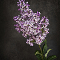 Lilacs Photograph by Endre Balogh Lilacs Photograph by Endre Balogh