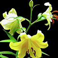 Lilies in the sun Photograph by Linda Stern Lilies in the sun Photograph by Linda Stern