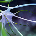 Lilly Flower Purple by Susanne Van Hulst Lilly Flower Purple by Susanne Van Hulst