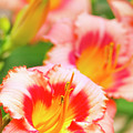Lily Flowers by Christina Rollo Lily Flowers by Christina Rollo