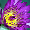 Lily on the Water by Brad Granger