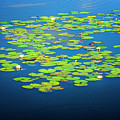 Lily Pads Photograph by Tom Singleton Lily Pads Photograph by Tom Singleton