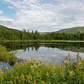 Lily Pond - White Mountains, New Hampshire by Erin Paul Donovan Lily Pond - White Mountains, New Hampshire by Erin Paul Donovan