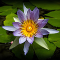 Lily Queen of the Pond Photograph by Bonnie Follett Lily Queen of the Pond Photograph by Bonnie Follett