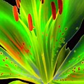 Lime Twist by Diane E Berry Lime Twist by Diane E Berry