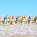 Line em up Rams Photograph by Amanda Smith Line em up Rams Photograph by Amanda Smith