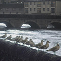 Line Of Birds by Tim Nyberg Line Of Birds by Tim Nyberg