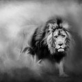 Lion - Pride Of Africa 3 - Tribute To Cecil In Black And White by Michelle Wrighton