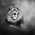 Lion - Pride Of Africa I - Tribute To Cecil In Black And White by Michelle Wrighton