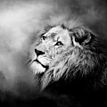 Lion - Pride Of Africa II - Tribute To Cecil In Black And White by Michelle Wrighton