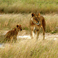 Lioness and Cub Photograph by Karen Zuk Rosenblatt Lioness and Cub Photograph by Karen Zuk Rosenblatt