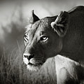 Lioness stalking Photograph by Johan Swanepoel Lioness stalking Photograph by Johan Swanepoel