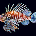 Lionfish on Black Painting by Hailey E Herrera Lionfish on Black Painting by Hailey E Herrera
