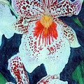 Lipstick Orchids by Banning Lary