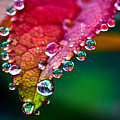 Liquid Beads Photograph by Christopher Holmes Liquid Beads Photograph by Christopher Holmes