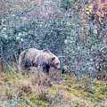 Listening Bear Photograph by Torbjorn Swenelius Listening Bear Photograph by Torbjorn Swenelius