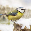 Little blue tit in winter snow Photograph by Simon Bratt Little blue tit in winter snow Photograph by Simon Bratt