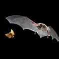 Little Brown Bat Hunting Moth Photograph by Michael Durham Little Brown Bat Hunting Moth Photograph by Michael Durham