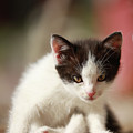 Little cute kitten by Jana Behr Little cute kitten by Jana Behr
