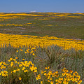 Little House On the prairie Photograph by Jim Garrison Little House On the prairie Photograph by Jim Garrison