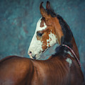 Little Marwari Photograph by Ekaterina Druz Little Marwari Photograph by Ekaterina Druz