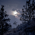 Little Pine Photograph by Troy Stapek Little Pine Photograph by Troy Stapek