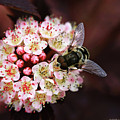 Little Pink Flowers by Deborah Benoit Little Pink Flowers by Deborah Benoit