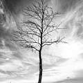 Little Tree Photograph by Roseanne Jones Little Tree Photograph by Roseanne Jones