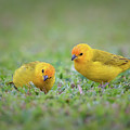 Litttle Yellow Finch Photograph by Susan Rissi Tregoning Litttle Yellow Finch Photograph by Susan Rissi Tregoning