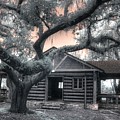 Live Oak Log Cabin Myakka State Park Florida by Jane Linders Live Oak Log Cabin Myakka State Park Florida by Jane Linders