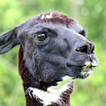 Llama Lips Photograph by Linda Stern Llama Lips Photograph by Linda Stern