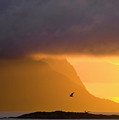 Lofoten island after the storm Photograph by Heiko Koehrer-Wagner Lofoten island after the storm Photograph by Heiko Koehrer-Wagner