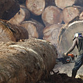 Logger Cutting Tree Trunk, Cameroon by Cyril Ruoso Logger Cutting Tree Trunk, Cameroon by Cyril Ruoso